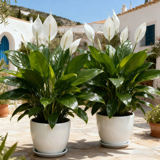 Low-Maintenance Artificial & White Peace Lily Flowers with Green Leaves - Realistic Outdoor Plant Suitable for Home